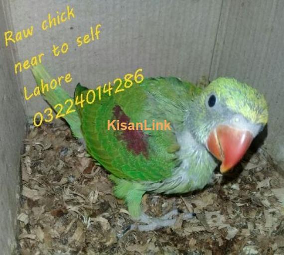 Parrot For Sale