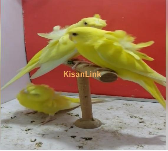 Parrot For Sale