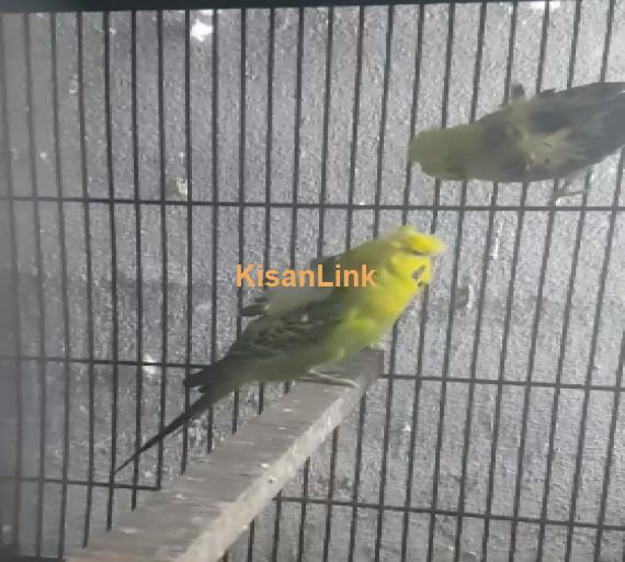 Parrot For Sale