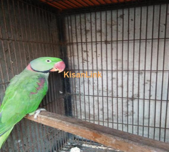 Parrot For Sale