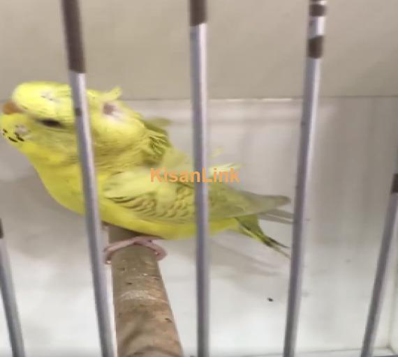 Parrot For Sale