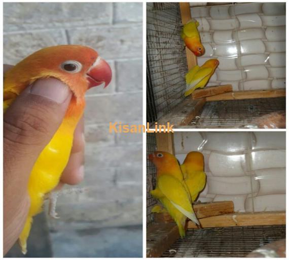 Parrot For Sale