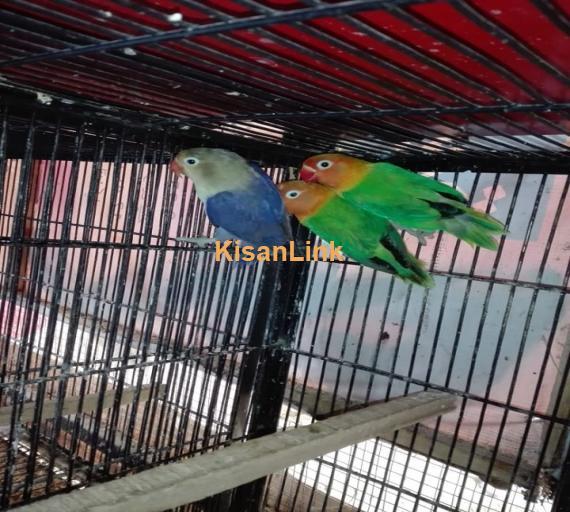 Parrot For Sale