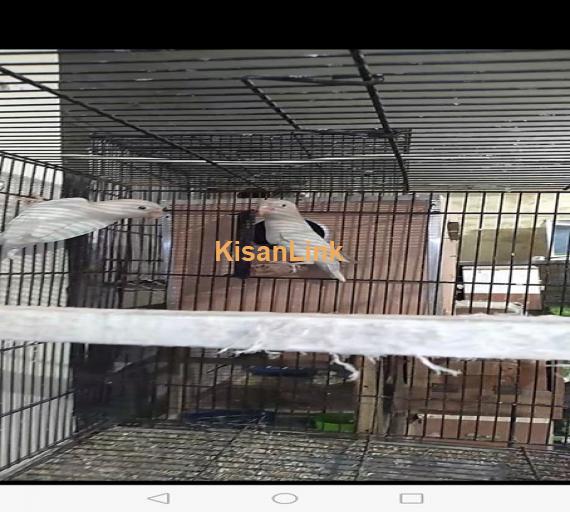 Parrot For Sale