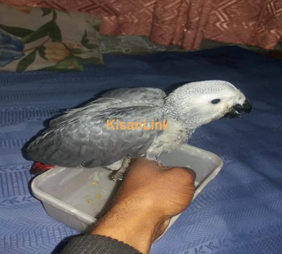 Parrot For Sale