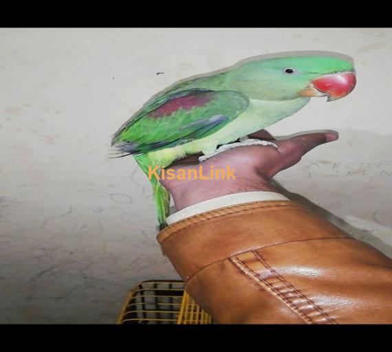 Parrot For Sale