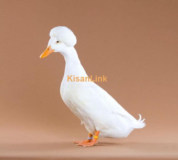 Duck For Sale