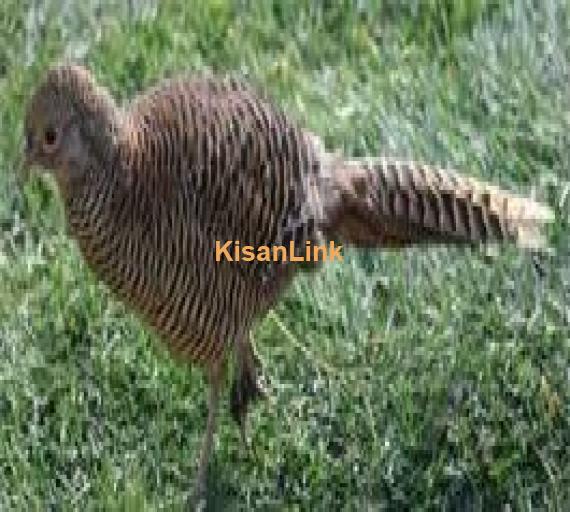 Pheasants For Sale