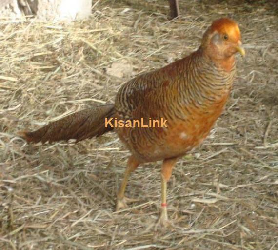 Pheasants For Sale