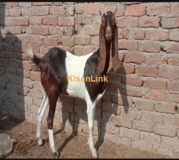 Goat For Sale