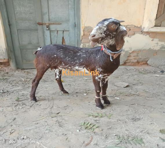 Goat For Sale