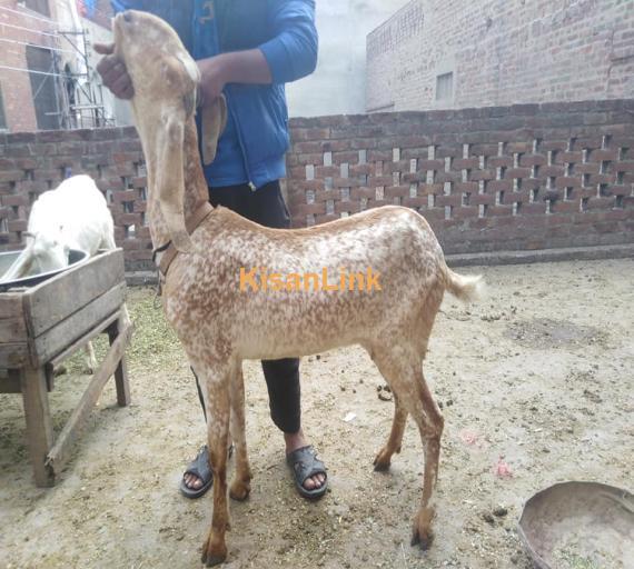 Goat For Sale