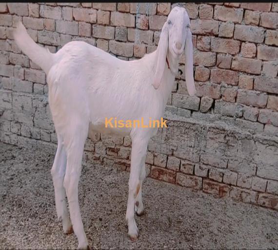 Goat For Sale