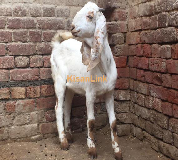 Goat For Sale