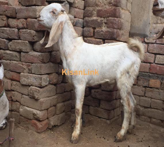 Goat For Sale