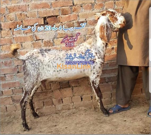 Goat For Sale