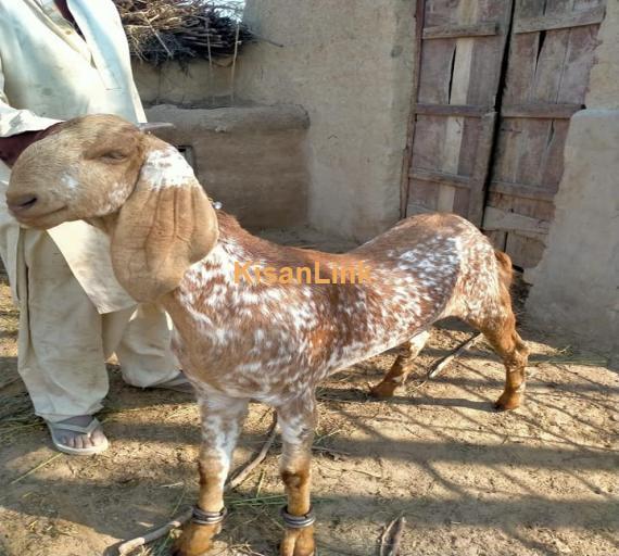 Goat For Sale