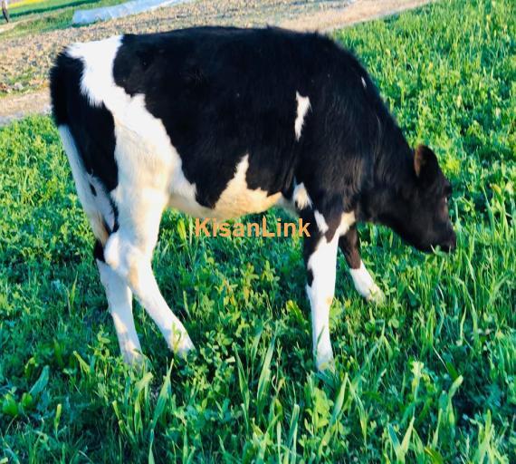 Cow For Sale