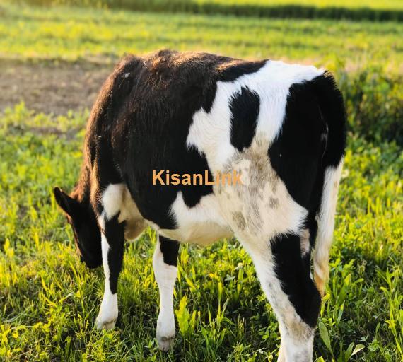 Cow For Sale