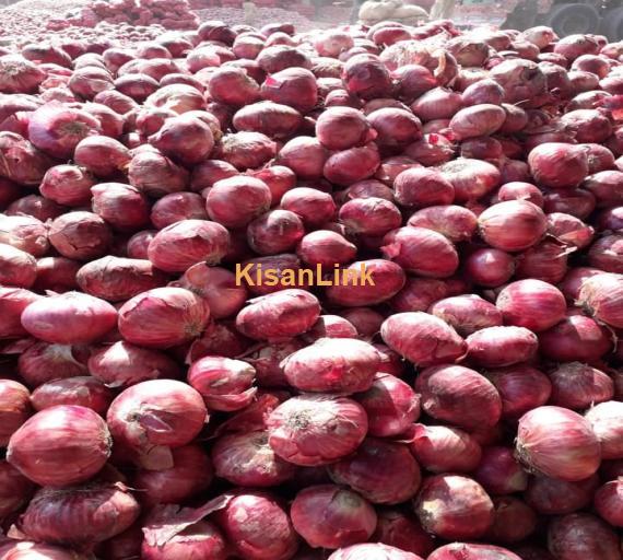 Onions For Export