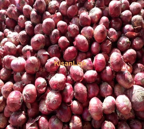 Onions For Export