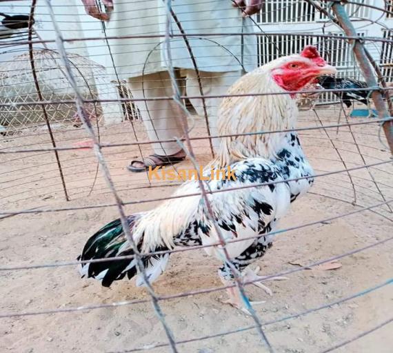 Aseel For Sale