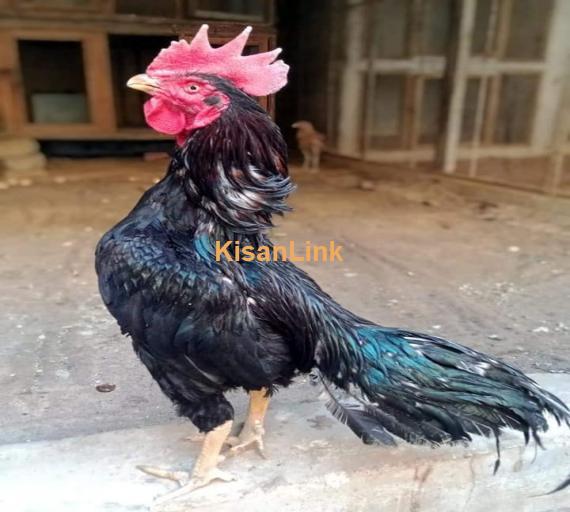 Aseel For Sale