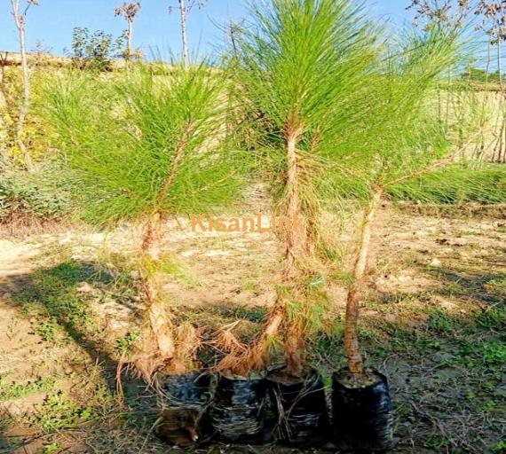 Pine plants Size:4 foots