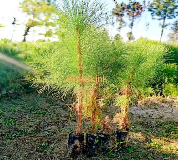 Pine plants Size:4 foots