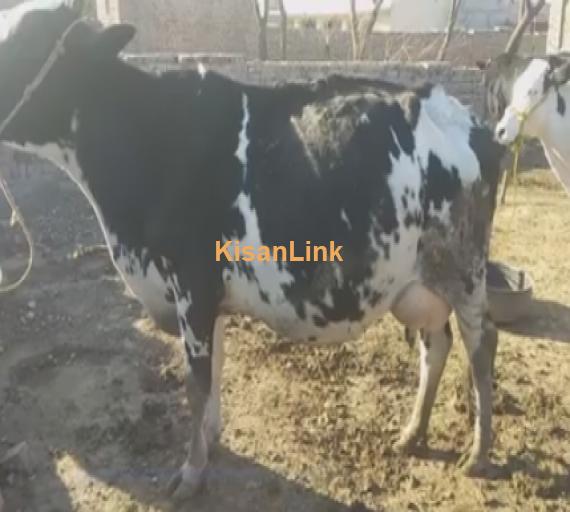 Cow For Sale