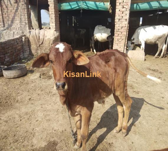 Cow For Sale