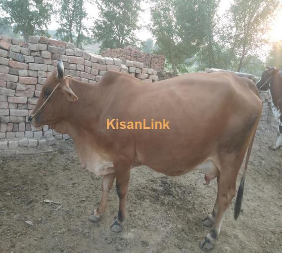 Cow For Sale