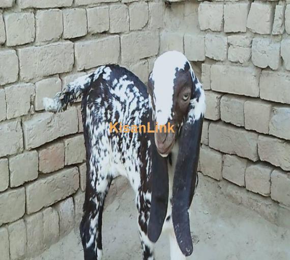 Goat For Sale