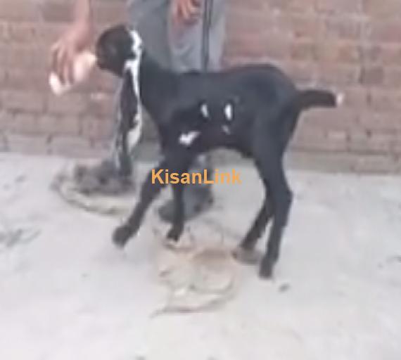Goat For Sale