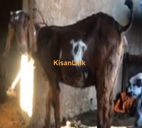 Goat For Sale