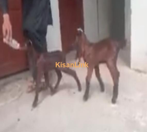 Goat For Sale