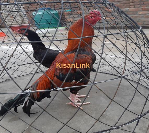Aseel For Sale