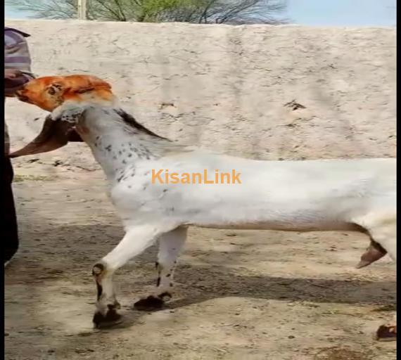 Goat For Sale
