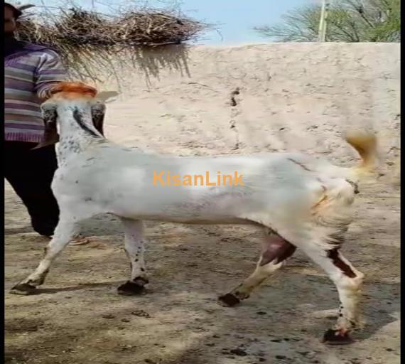 Goat For Sale