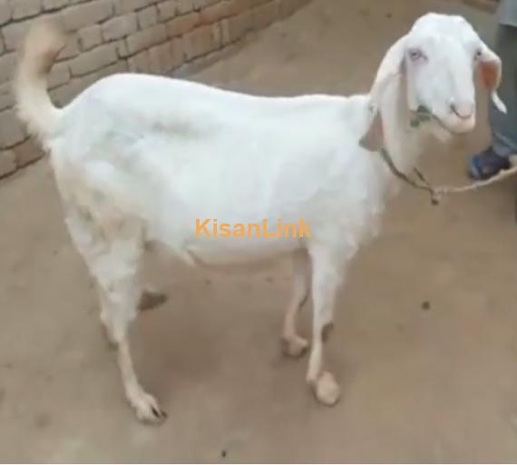 Goat For Sale