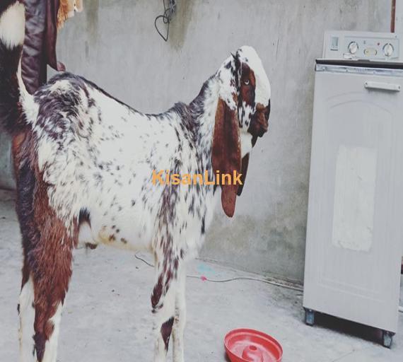 Goat For Sale