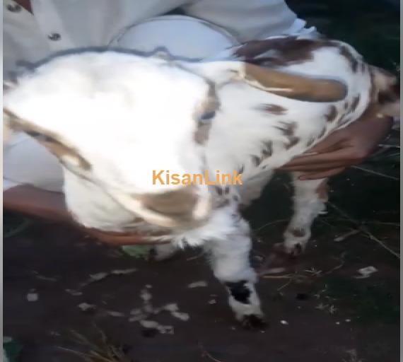 Goat For Sale