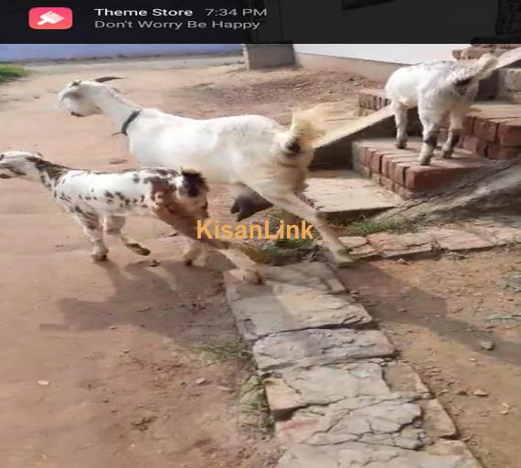 Goat For Sale