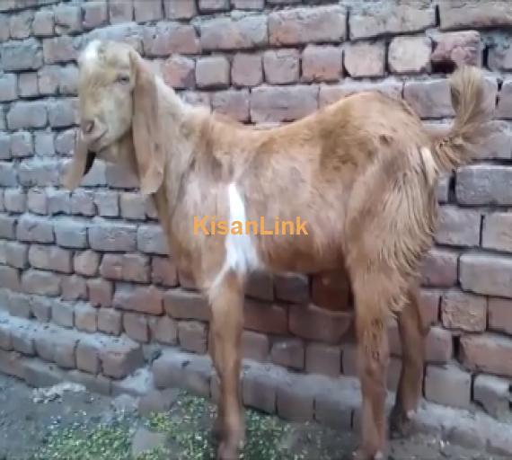 Goat For Sale