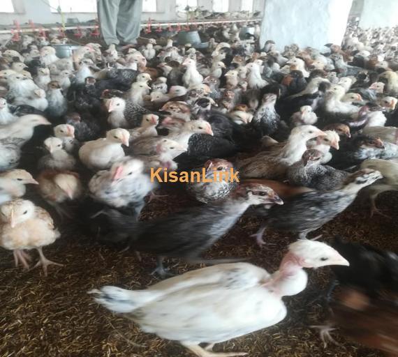 Hens For Sale