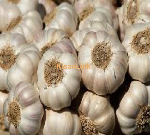 Garlic For Sale