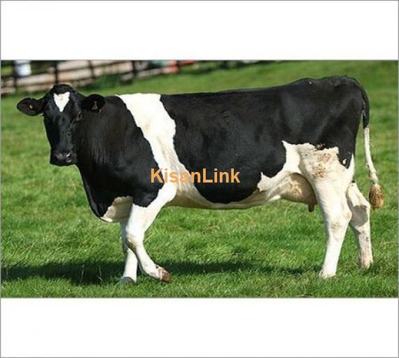 2 PURE BRED HOLSTEIN FRISIAN COWS FOR SALE