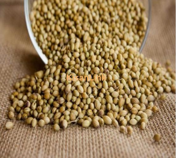 Coriander Seed