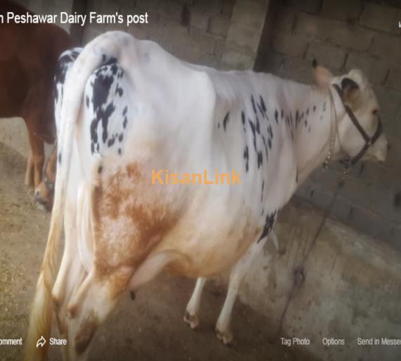 Cow For Sale