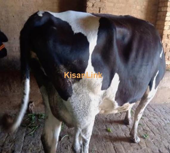 Cow For Sale